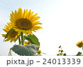 空と向日葵 24013339