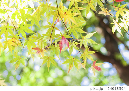 色づき始めた紅葉 24013594