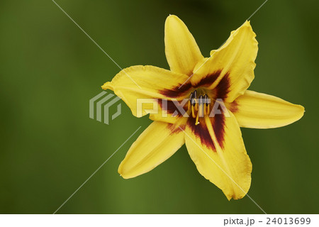 One yellow lily flower One yellow lily flower 24013699