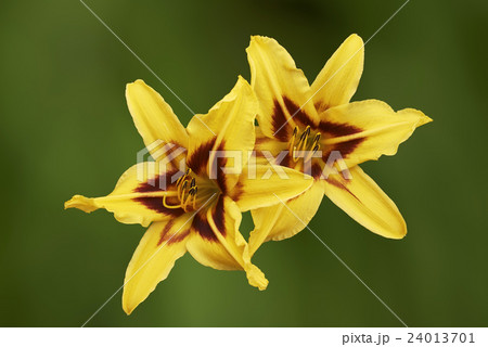 Two yellow lily flower 24013701