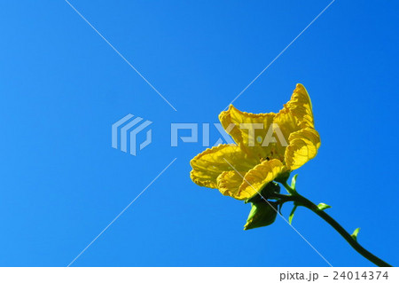 ヘチマの花と青空 24014374