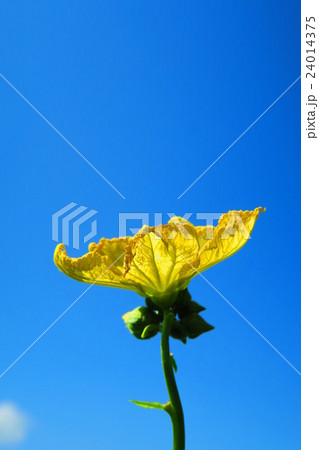 ヘチマの花と青空 ヘチマの花と青空 24014375