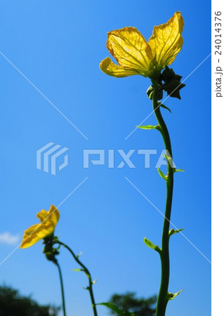 ヘチマの花と青空 24014376