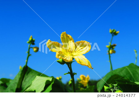 ヘチマの花と青空のストックフォト こんな写真撮ってます 売ってます