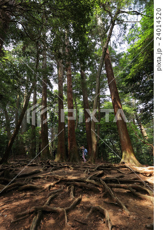 鞍馬山・木の根道 24014520