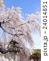 桜 24014851