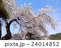 桜 24014852