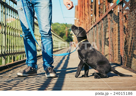 Morning walk with dog 24015186