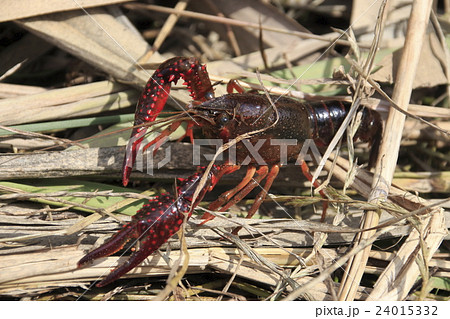 アメリカザリガニ アメリカザリガニ 24015332