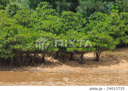 慶佐次湾のヒルギ林 慶佐次湾のヒルギ林 24015735