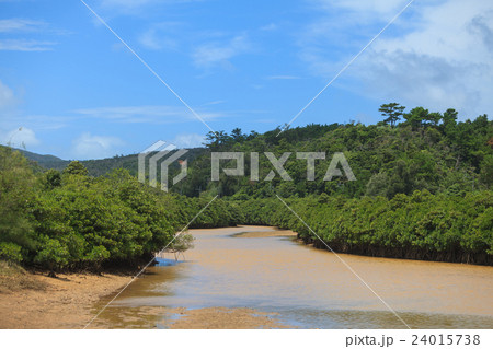 慶佐次湾のヒルギ林 慶佐次湾のヒルギ林 24015738