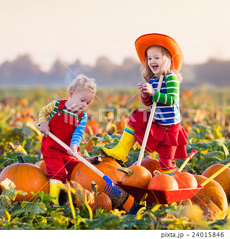 Kids picking pumpkins on Halloween pumpkin patch 24015846