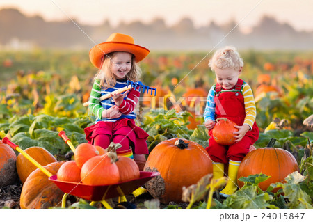 Kids picking pumpkins on Halloween pumpkin patch 24015847