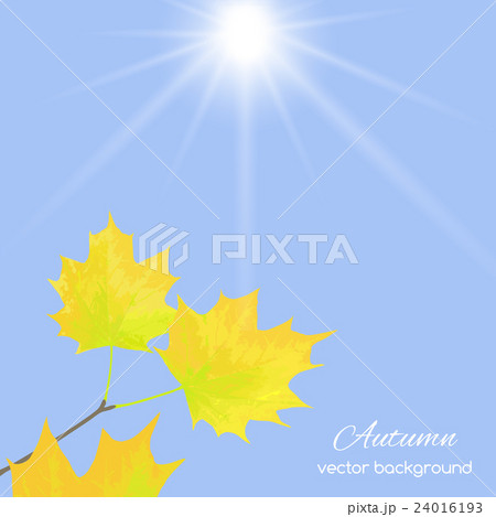 autumn leaves  against the sky 24016193