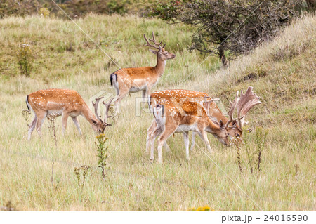 Fallow deer in nature 24016590