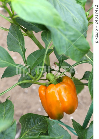 パプリカ 24017422