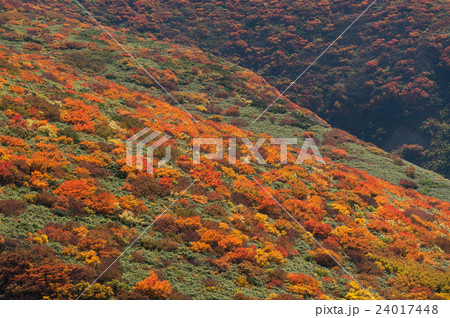 高山の紅葉イメージ 24017448