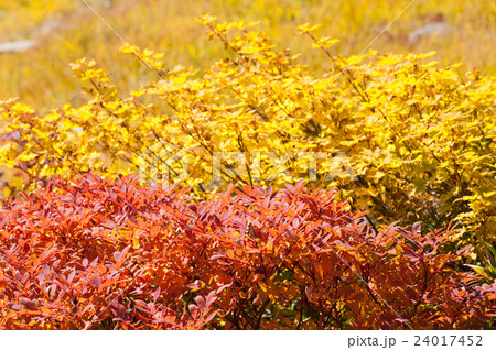 高山の紅葉イメージ 高山の紅葉イメージ 24017452