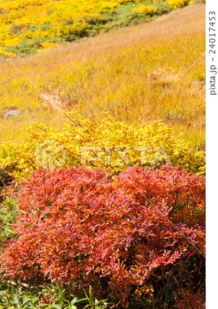 高山の紅葉イメージ 高山の紅葉イメージ 24017453