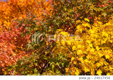 高山の紅葉イメージ 高山の紅葉イメージ 24017456