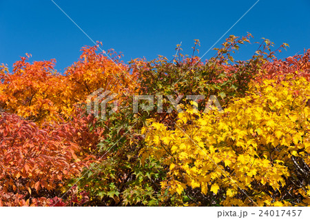 高山の紅葉イメージ 高山の紅葉イメージ 24017457