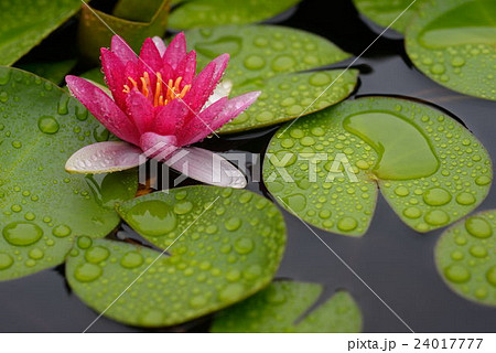 雨の日に生き生き咲く睡蓮の花の写真素材