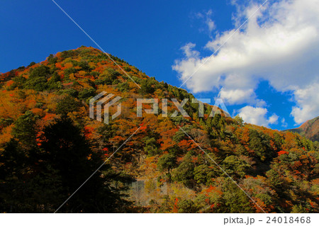 紅葉 24018468