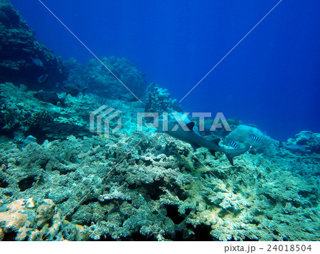 ホワイトチップリーフシャーク(ネムリブカ) ホワイトチップリーフシャーク(ネムリブカ) 24018504