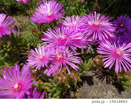 まつばぼたん 24018665