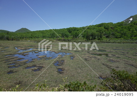湿原_ニセコ高原湿原 24019095