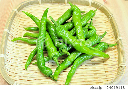 伏見甘長とうがらし 24019118