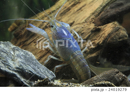 青いアメリカザリガニ 24019279