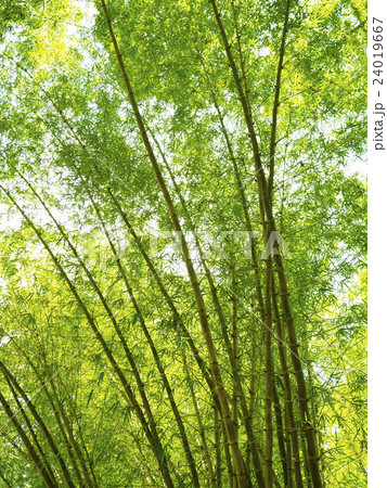 Bamboo Bamboo 24019667