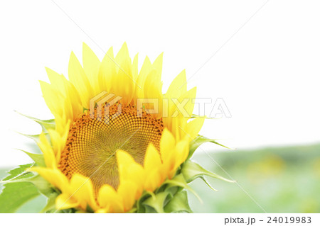 ひまわり白バック 24019983