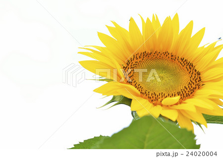 ひまわり白バック 24020004