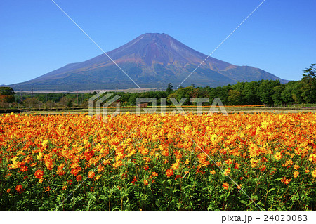 富士山とキバナコスモス 24020083