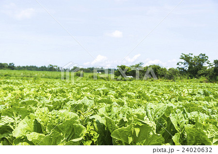 高原のレタス 高原のレタス 24020632