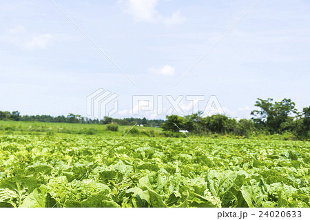 高原のレタス 高原のレタス 24020633