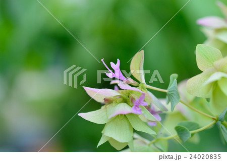 オレガノケントビューティー 24020835