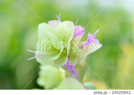 オレガノケントビューティー オレガノケントビューティー 24020842