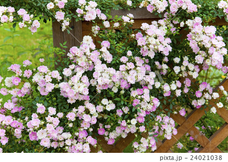 バラのフェンス 24021038