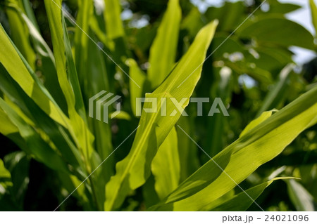 夏の強い日差しに透ける草の葉 24021096
