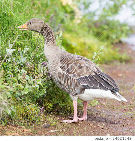 Greylag Goose eating in a national park in Iceland 24021548