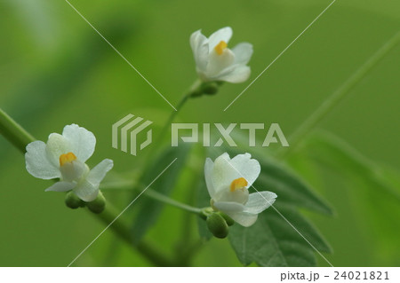 自然 植物 フウセンカズラ 風船のような実が名前の由来ですが五ミリほどの花はとてもきれいですの写真素材