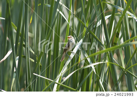 オオヨシキリ オオヨシキリ 24021993