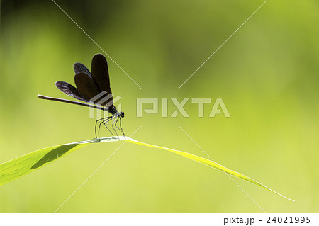 ハグロトンボ 24021995