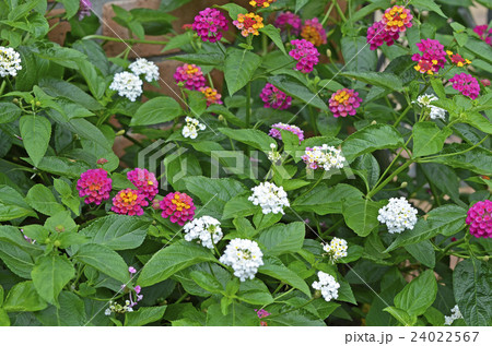 ランタナ 24022567