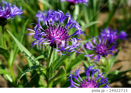 魅力的なセントーレアモンタナ 24022715