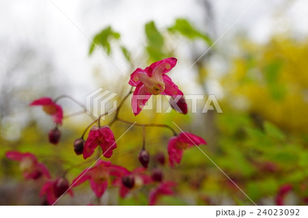 可憐なイカリソウ 可憐なイカリソウ 24023092