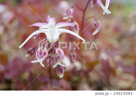 可憐なイカリソウ 24023093